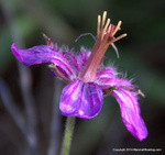Pineywoods Geranium